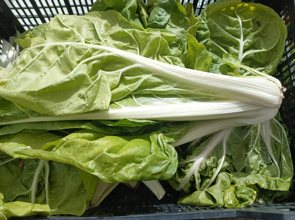 Acelga kg. Sariñena