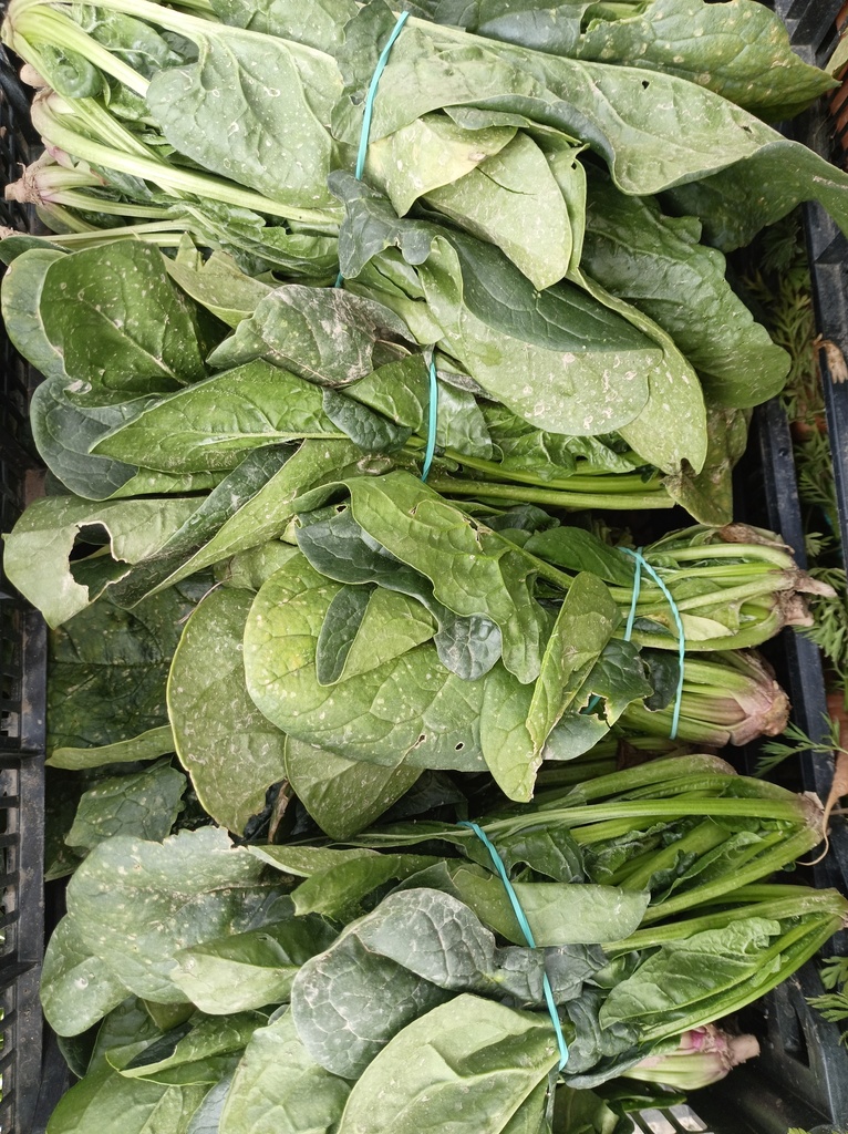 Espinaca manojo Capdesaso
