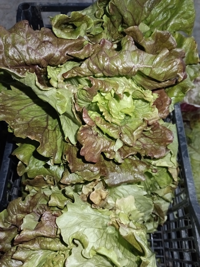 Lechuga Maravilla ud Sariñena