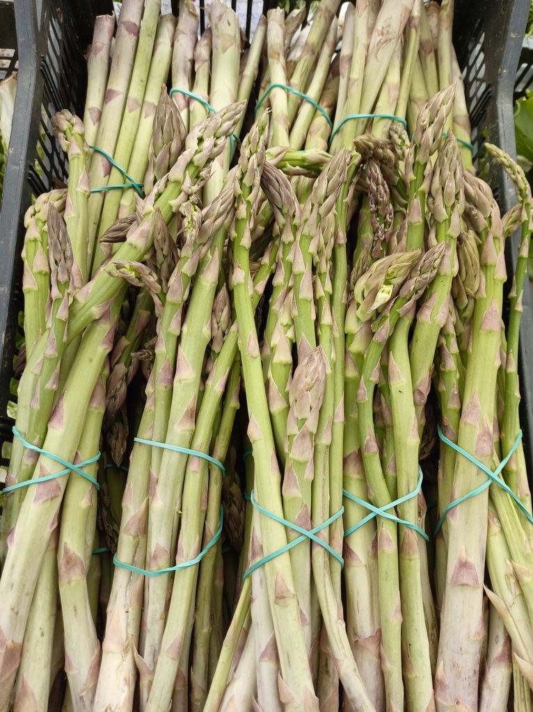 Trigueros Manojo Abena