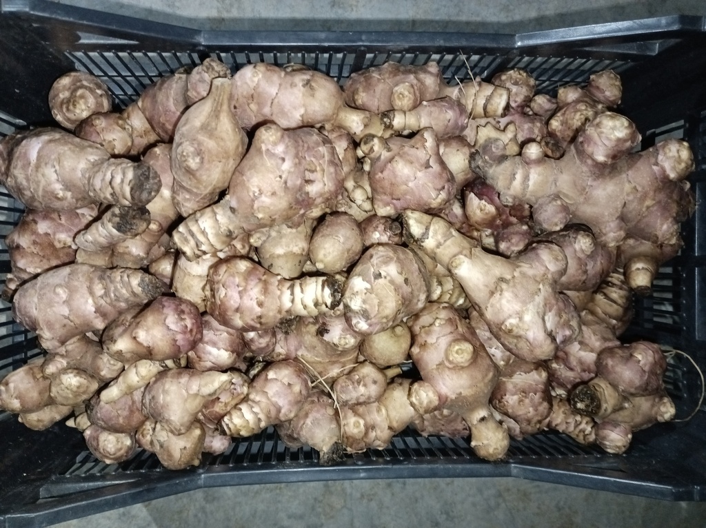 Tupinambo kg Capdesaso