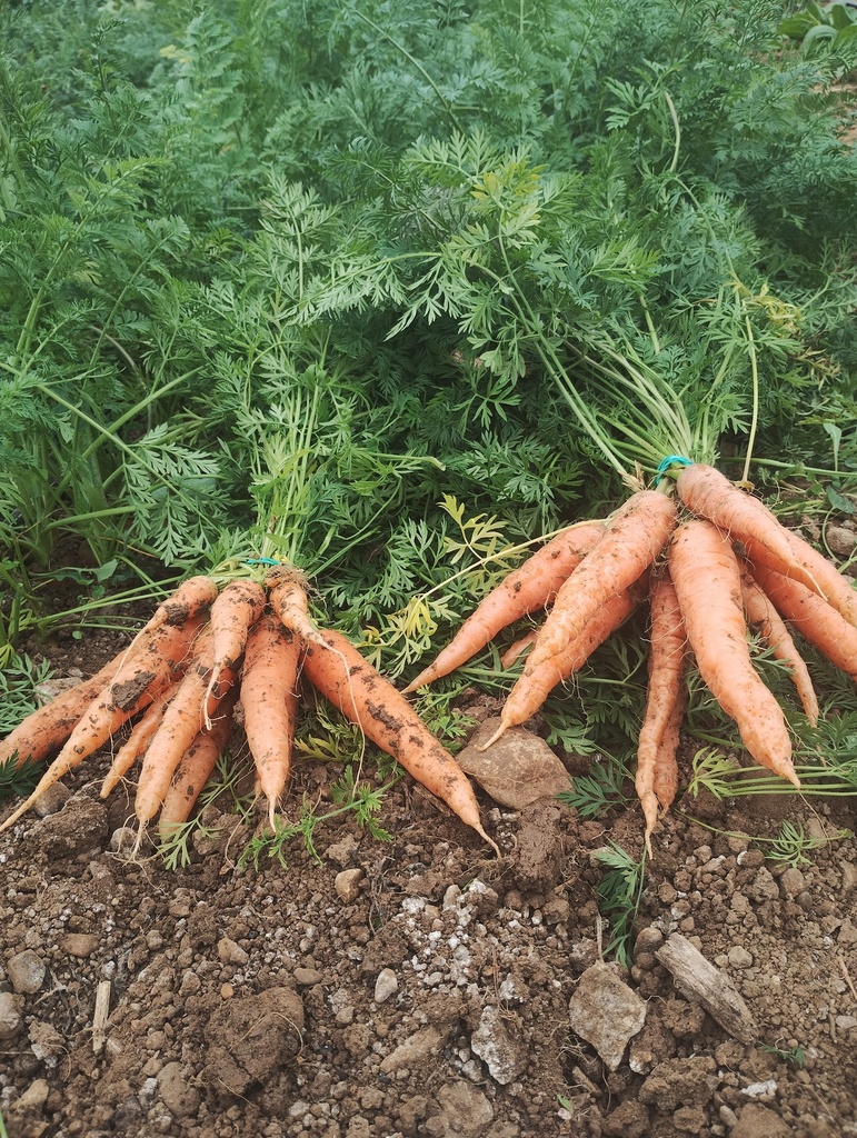 Zanahoria manojo sariñena