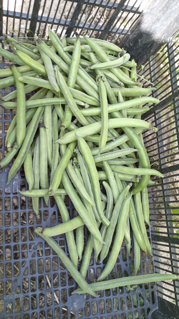 Habas Tiernas kg Ibieca