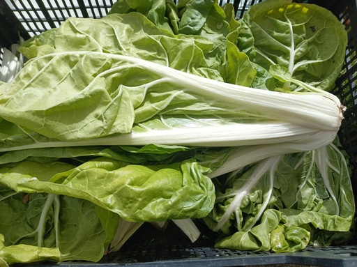 Acelga kg. Sariñena