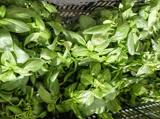 Albahaca manojo, Murillo