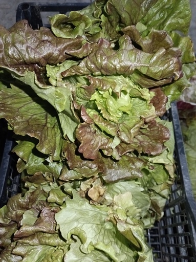 Lechuga Maravilla ud Sariñena
