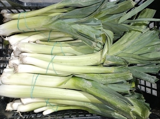 Puerro manojo Murillo