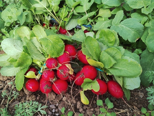 Rabanitos manojo Sariñena