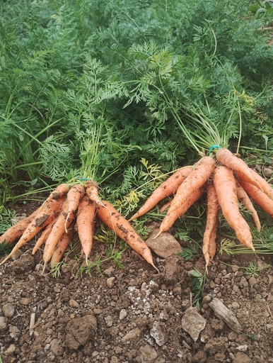 Zanahoria manojo sariñena