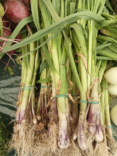 Ajo Tierno manojo Ibieca